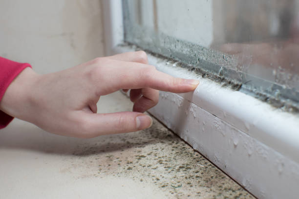 Best Mold Damage Restoration  in Crownsville, MD