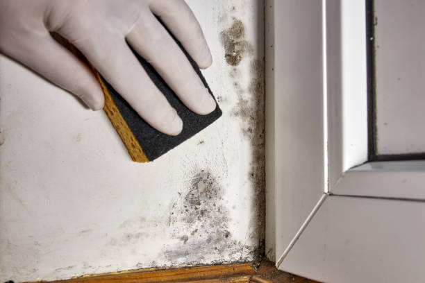 Best Asbestos and Lead Testing During Mold Inspection  in Crownsville, MD
